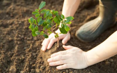 KB Home in New Partnership with National Forest Foundation