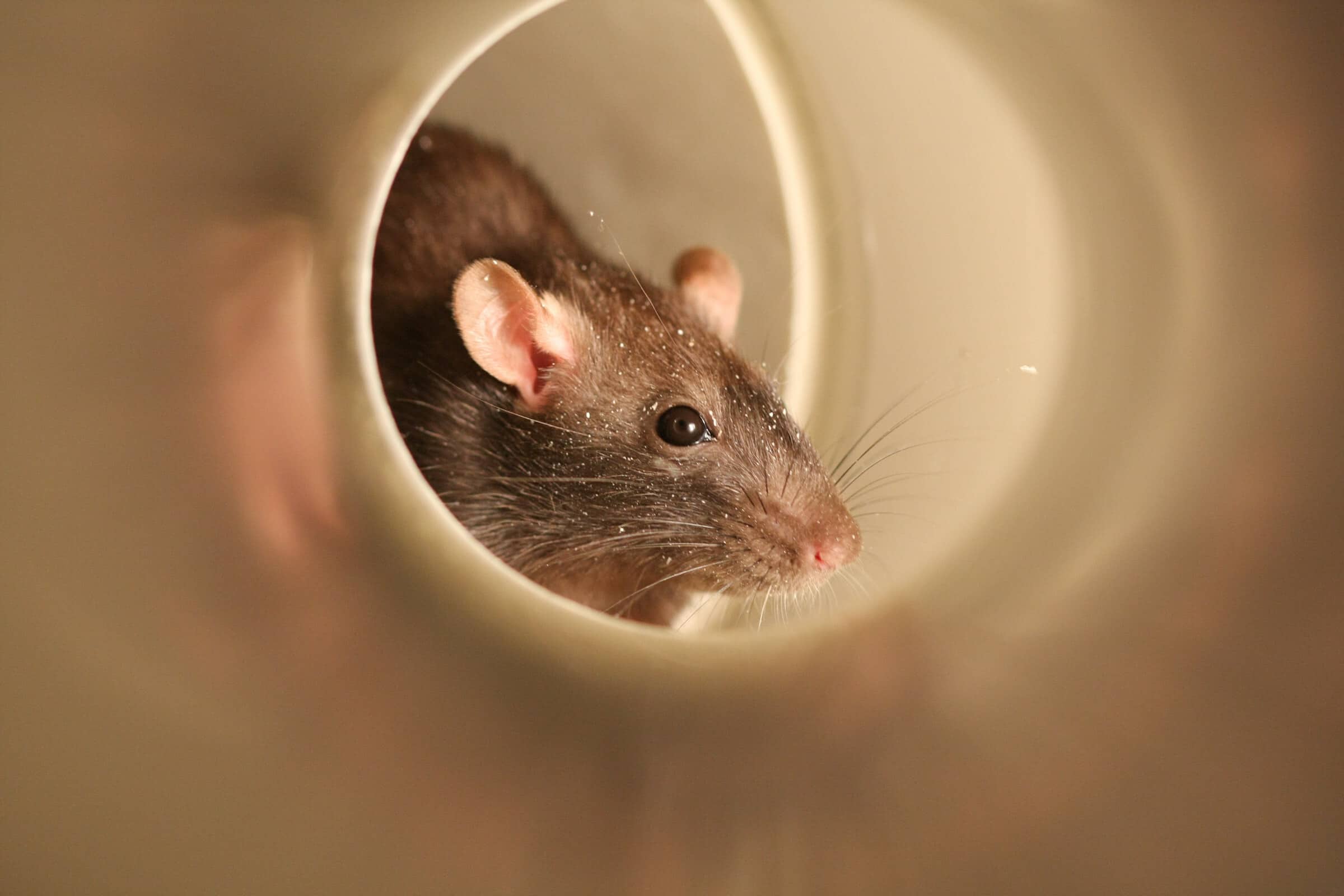 Orkin Rodents