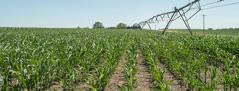 syngenta