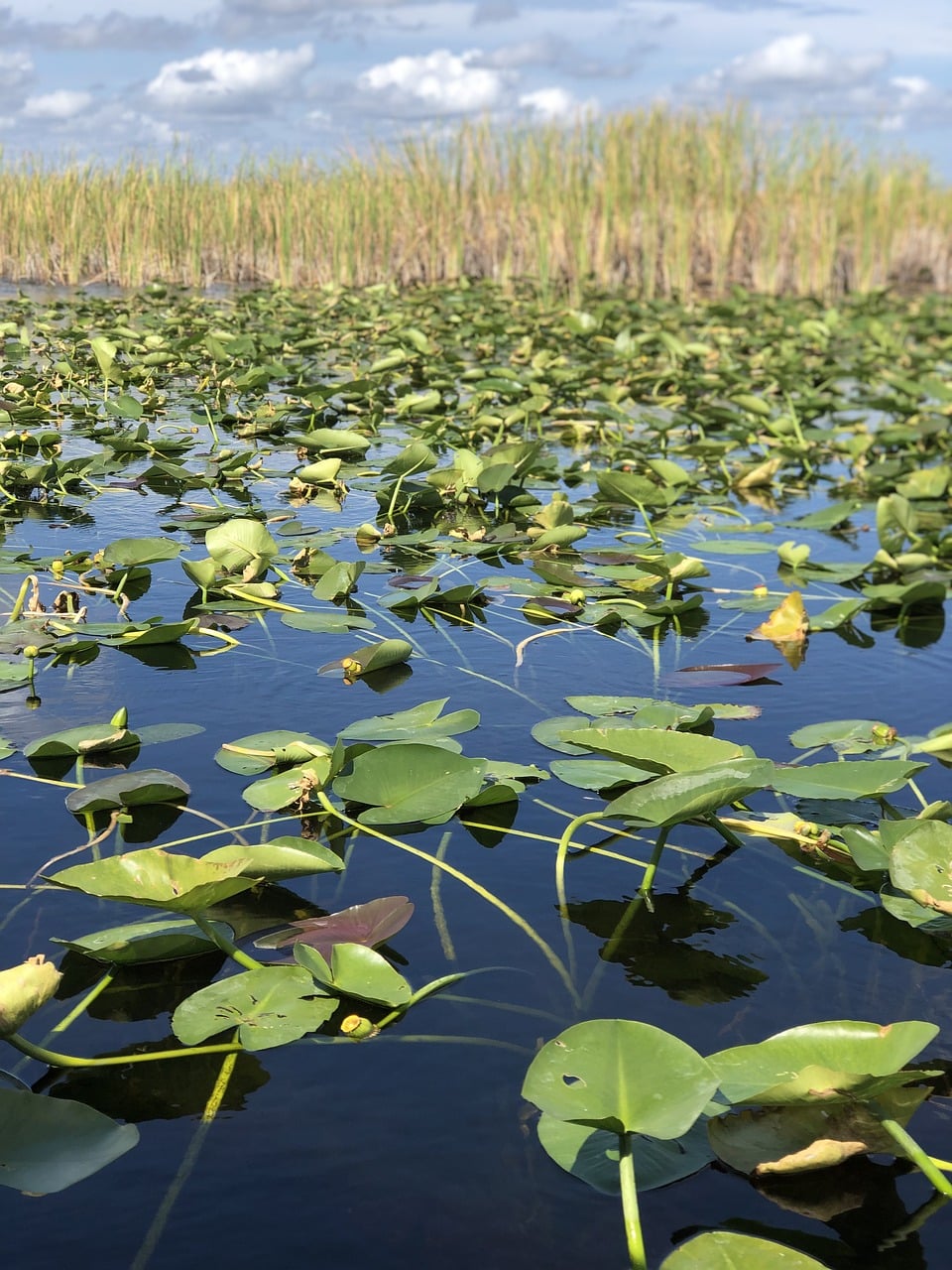 florida-5048264_1280