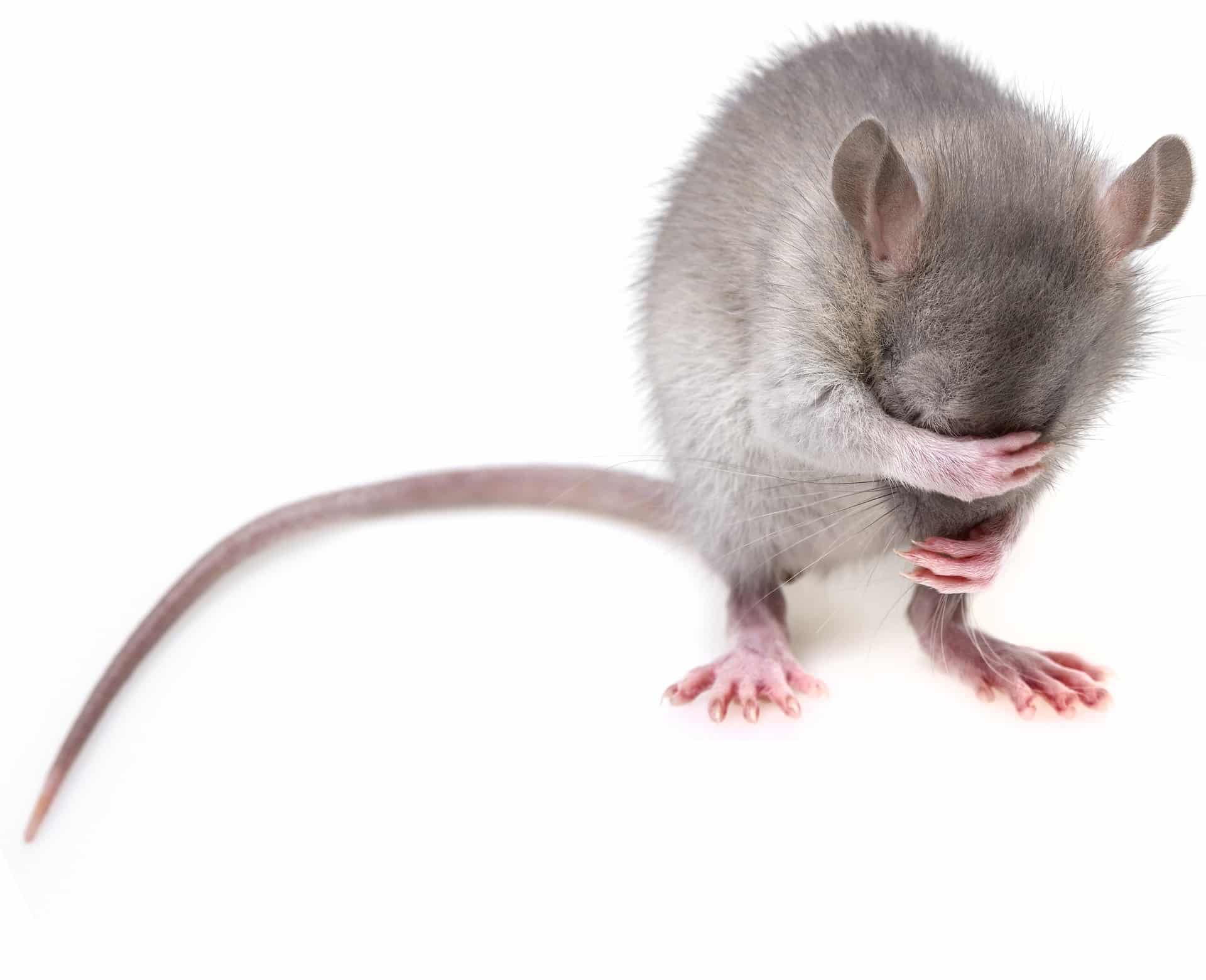 mouse-3194768_1920