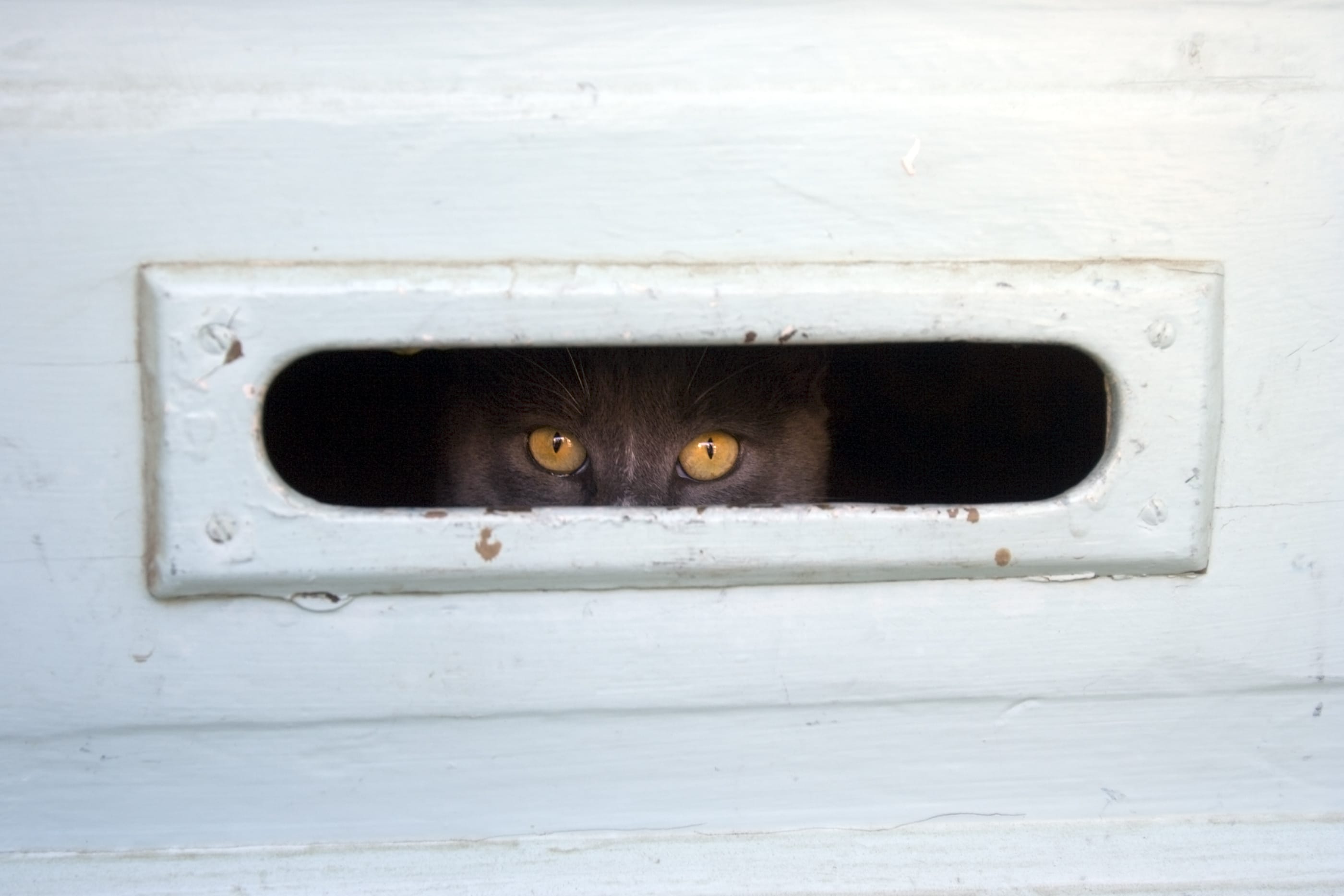 Watch Cat