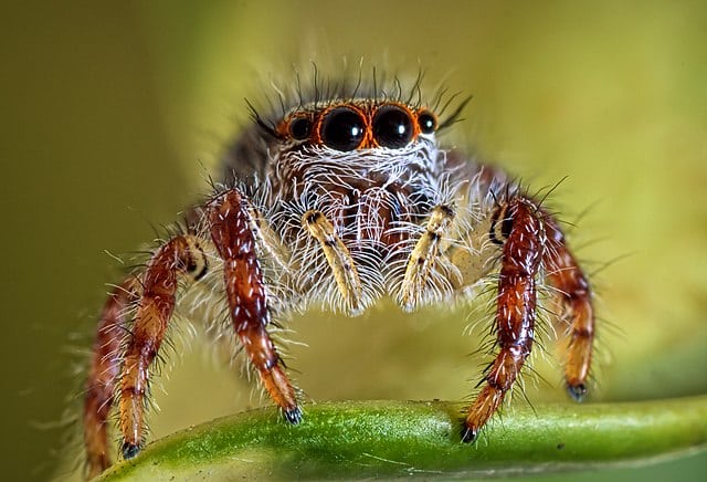 spider