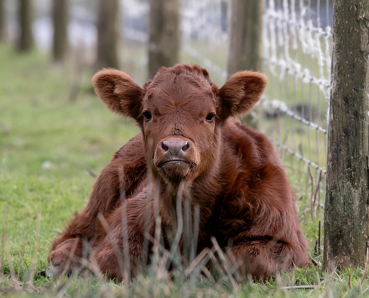 cow-8724403_1280