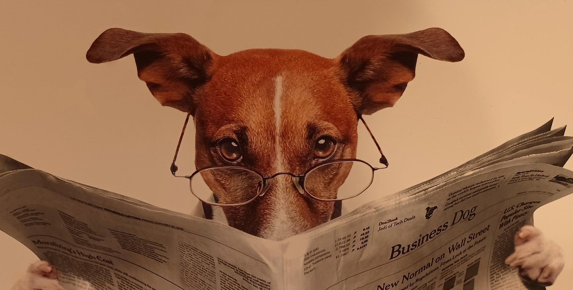 dog-7389946_1920