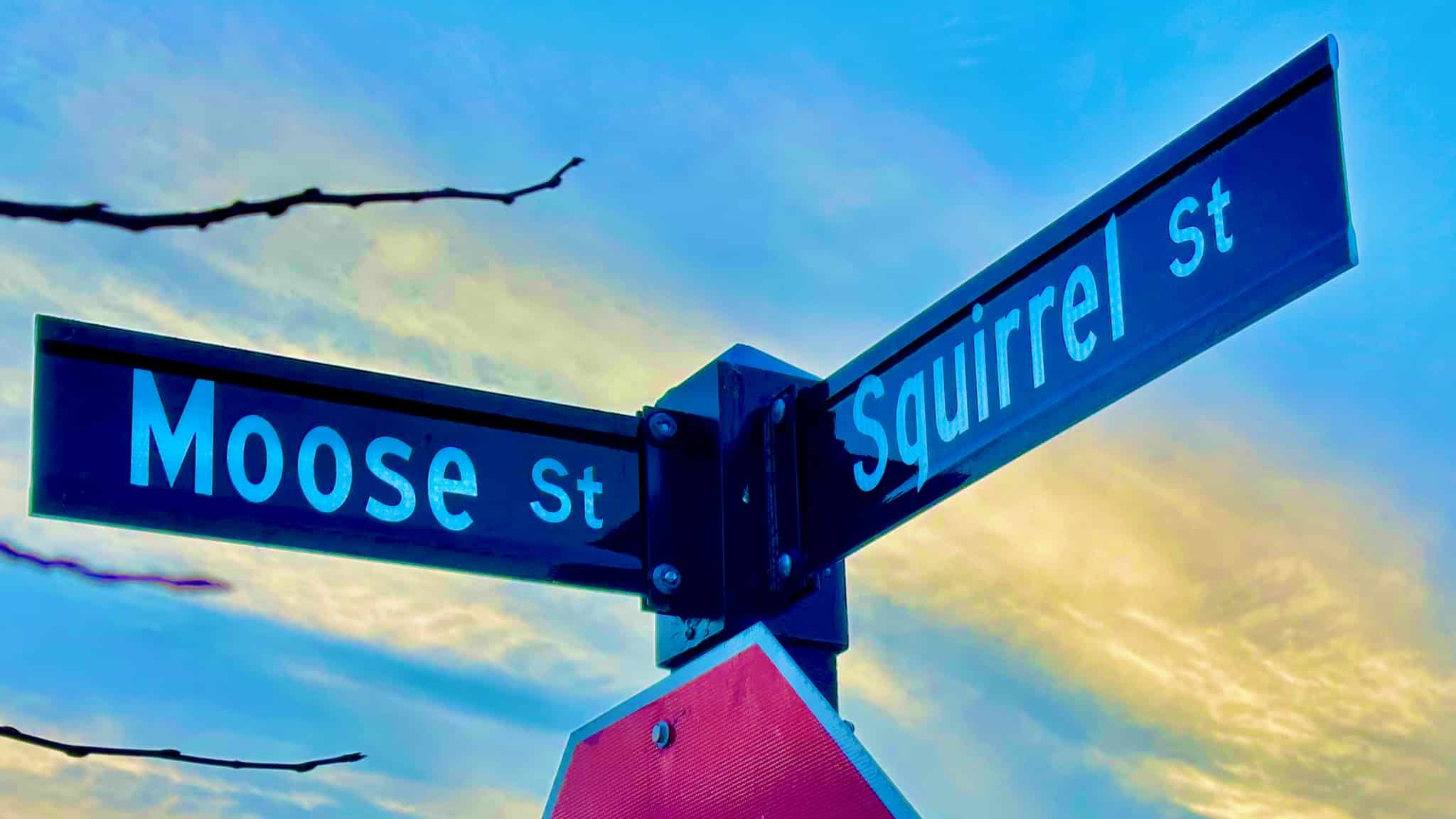 moose and squirrel